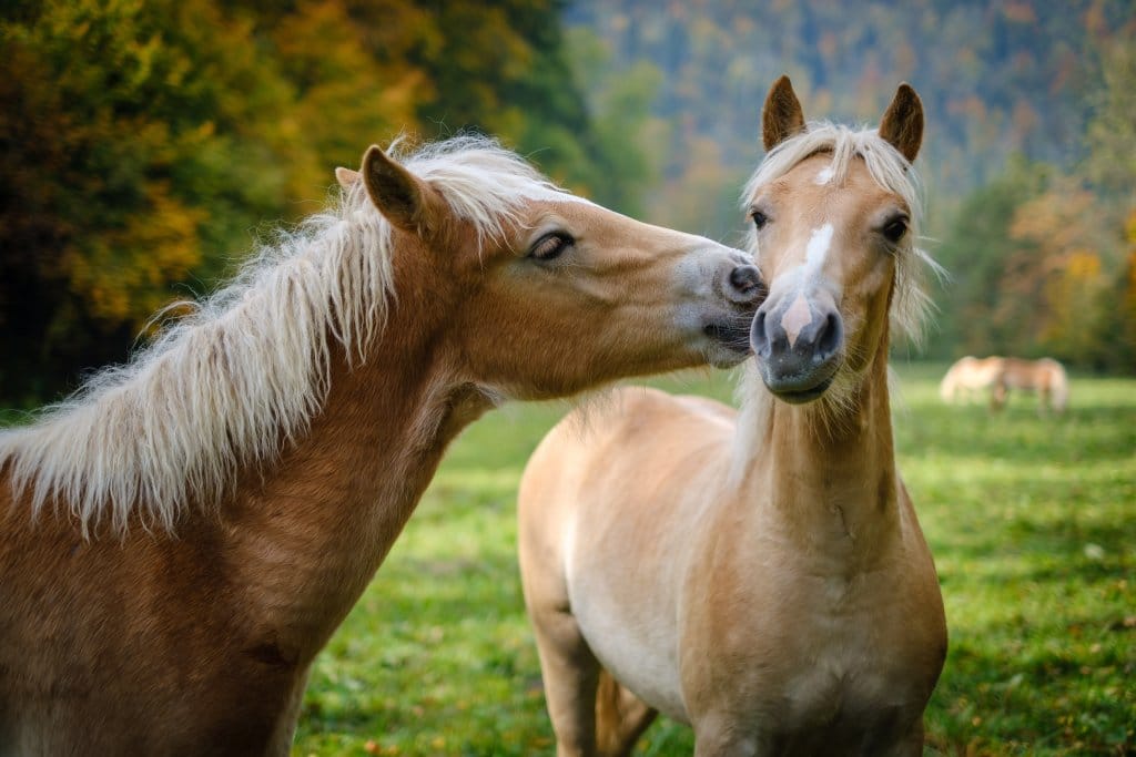 Les bienfaits du lait de jument