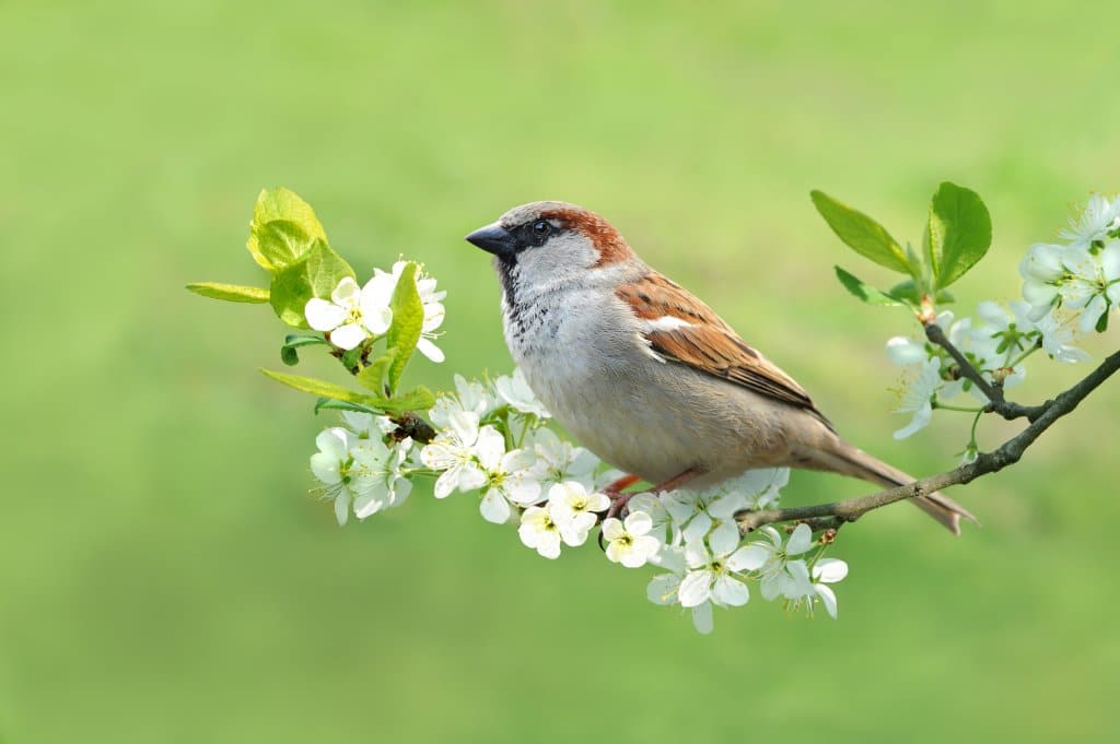 À Paris, des nichoirs pour faire revenir les colonies de moineaux en ville
