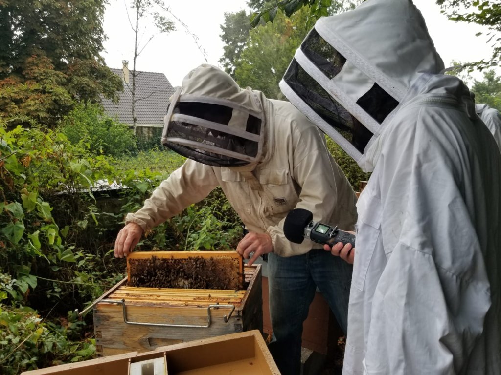 Dans les Yvelines, l’apiculteur Alban Augé “libère la reine”