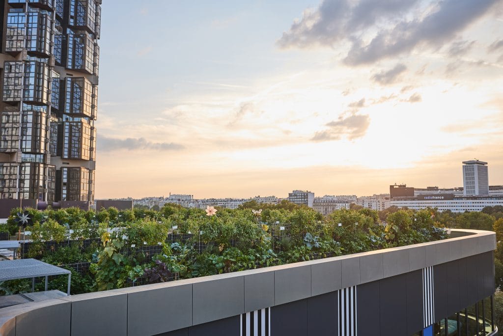 Peas and Love, une ferme sur le toit d’un immeuble