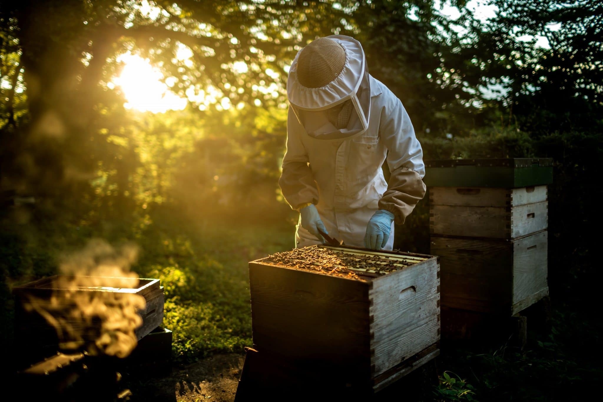 Pascal apiculteur à la ferme des clos : comment Pascal est devenu apiculteur