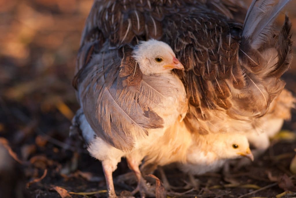 Bretagne : un refuge pour les poules destinées à l’abattoir