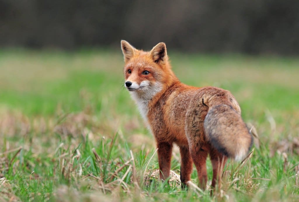 Elle veut créer un refuge pour les renards inaptes à la vie sauvage