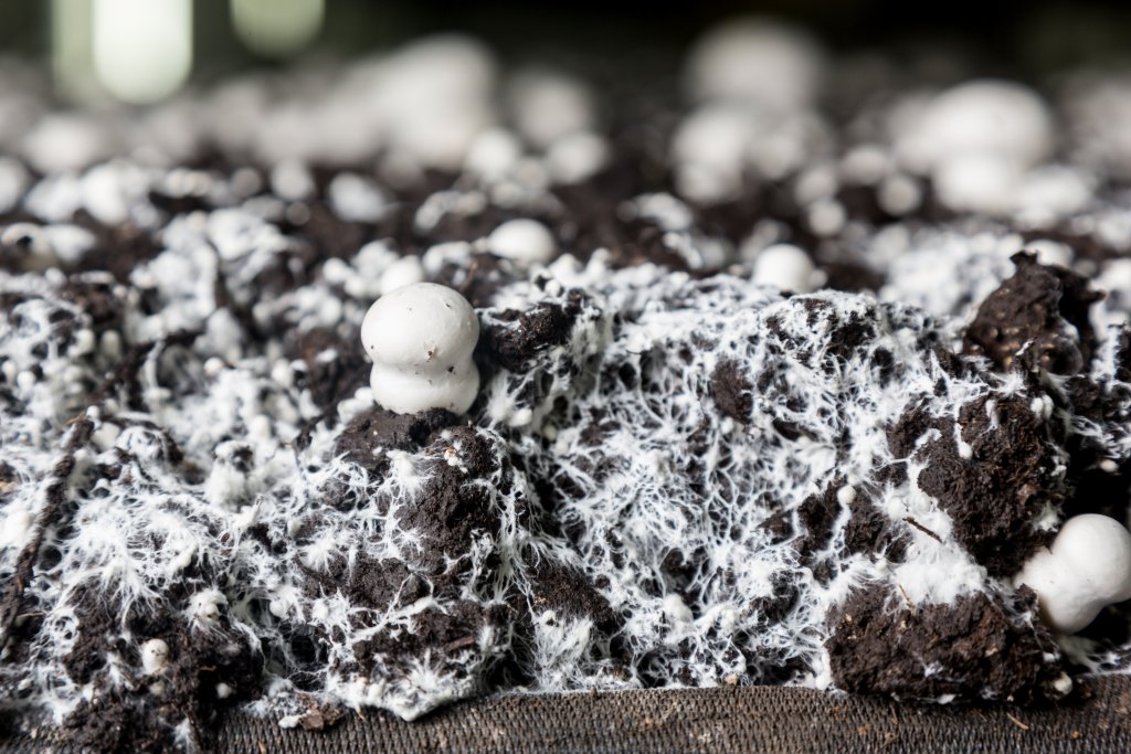 Fungus Sapiens, des biomatériaux en champignon, mais pas que !