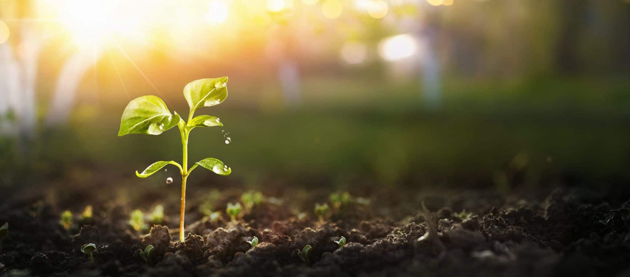 Young Plant in Sunlight, Growing plant, Plant seedling