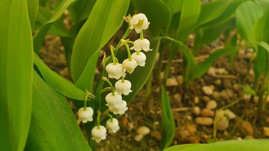 Le muguet, la fleur du 1er mai qui demande de l’attention
