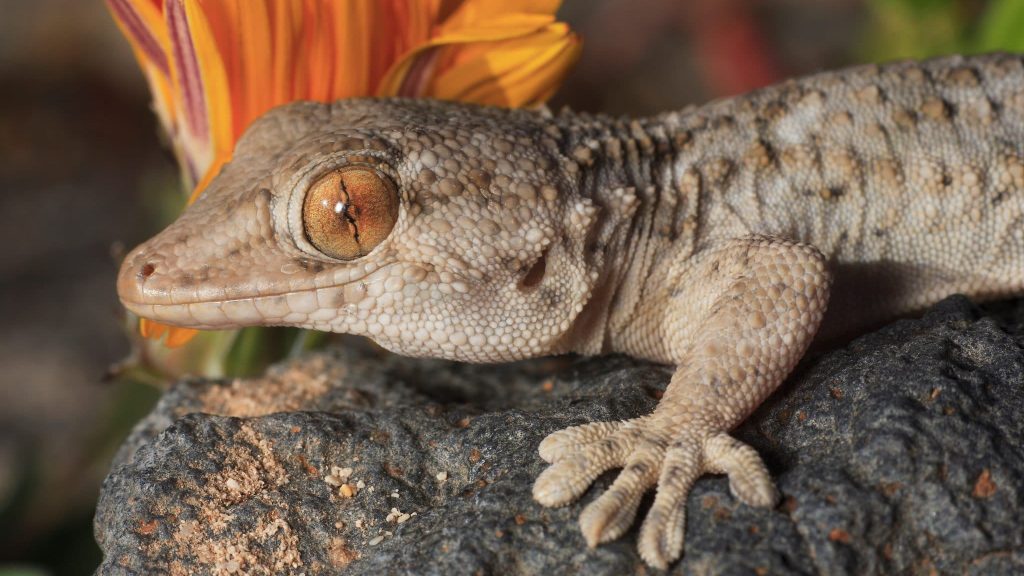 Sud-Ouest : la tarente de Maurétanie, un lézard passé à la loupe