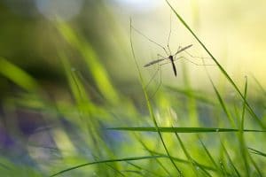 Pourquoi il ne faut pas tuer les moustiques ?