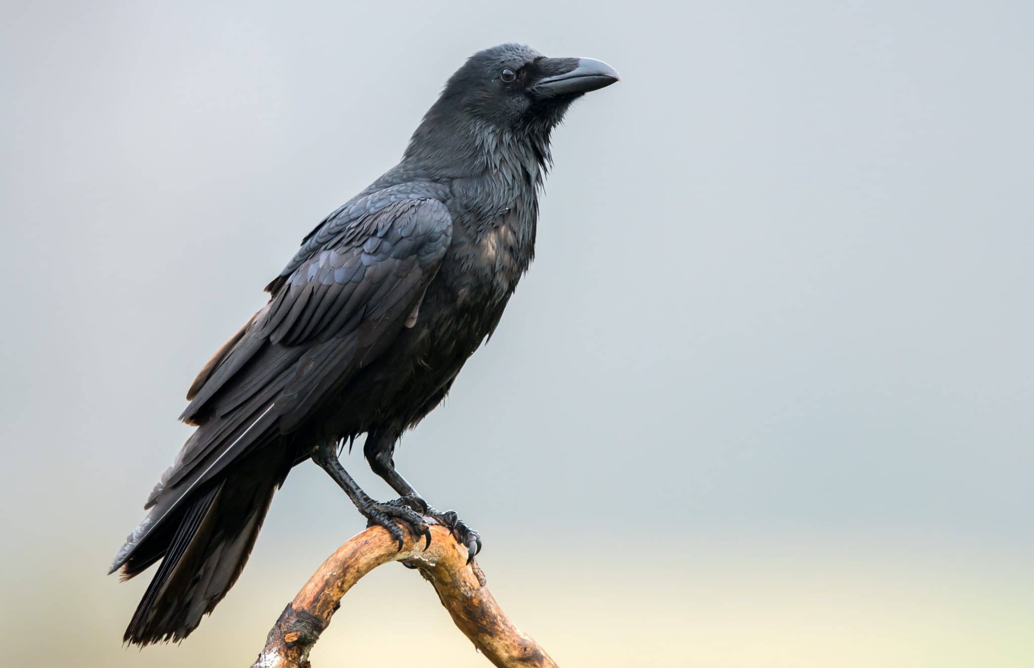 Une méthode douce pour éloigner les corbeaux des habitations
