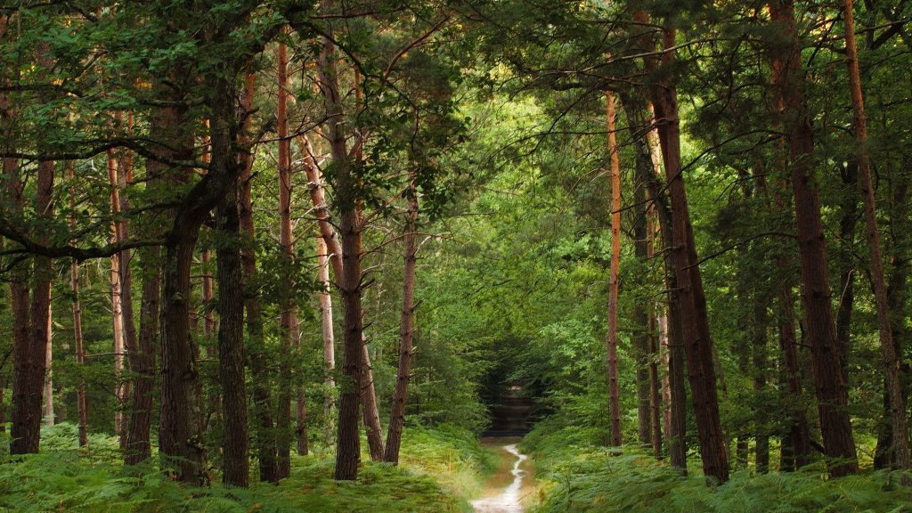 Environnement : la forêt, le poumon de notre Terre