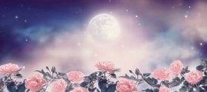 pleine lune jardin roses