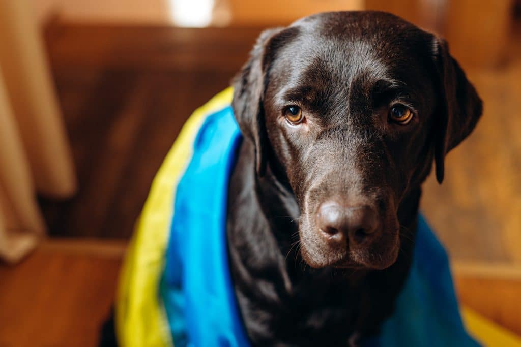 Ces Français qui veulent venir en aide aux animaux en Ukraine