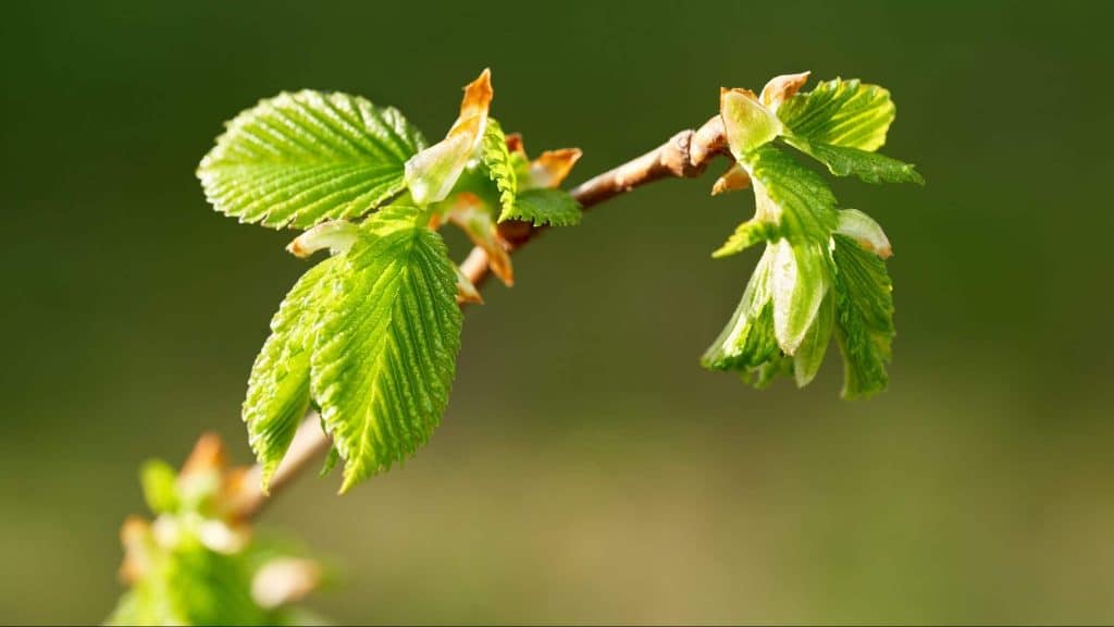Laurine Pineau, naturopathe, nous initie au bien-être par les plantes