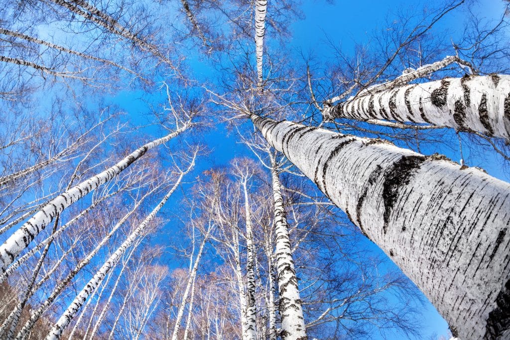 Arbres : quelles sont les vertus de la sève de bouleau ?