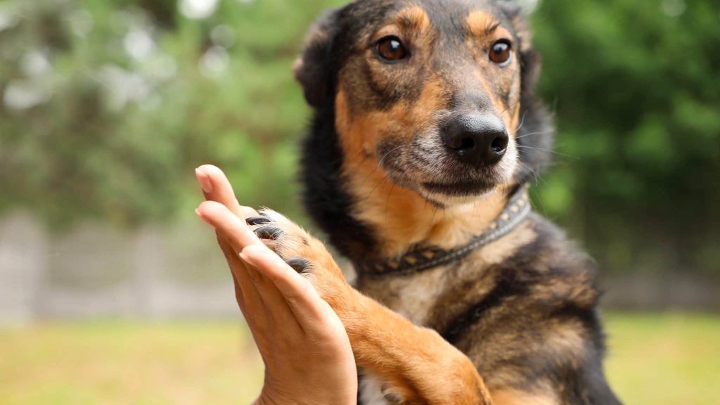 Animaux : l’initiative de 30 Millions d’Amis pour préparer ses vacances