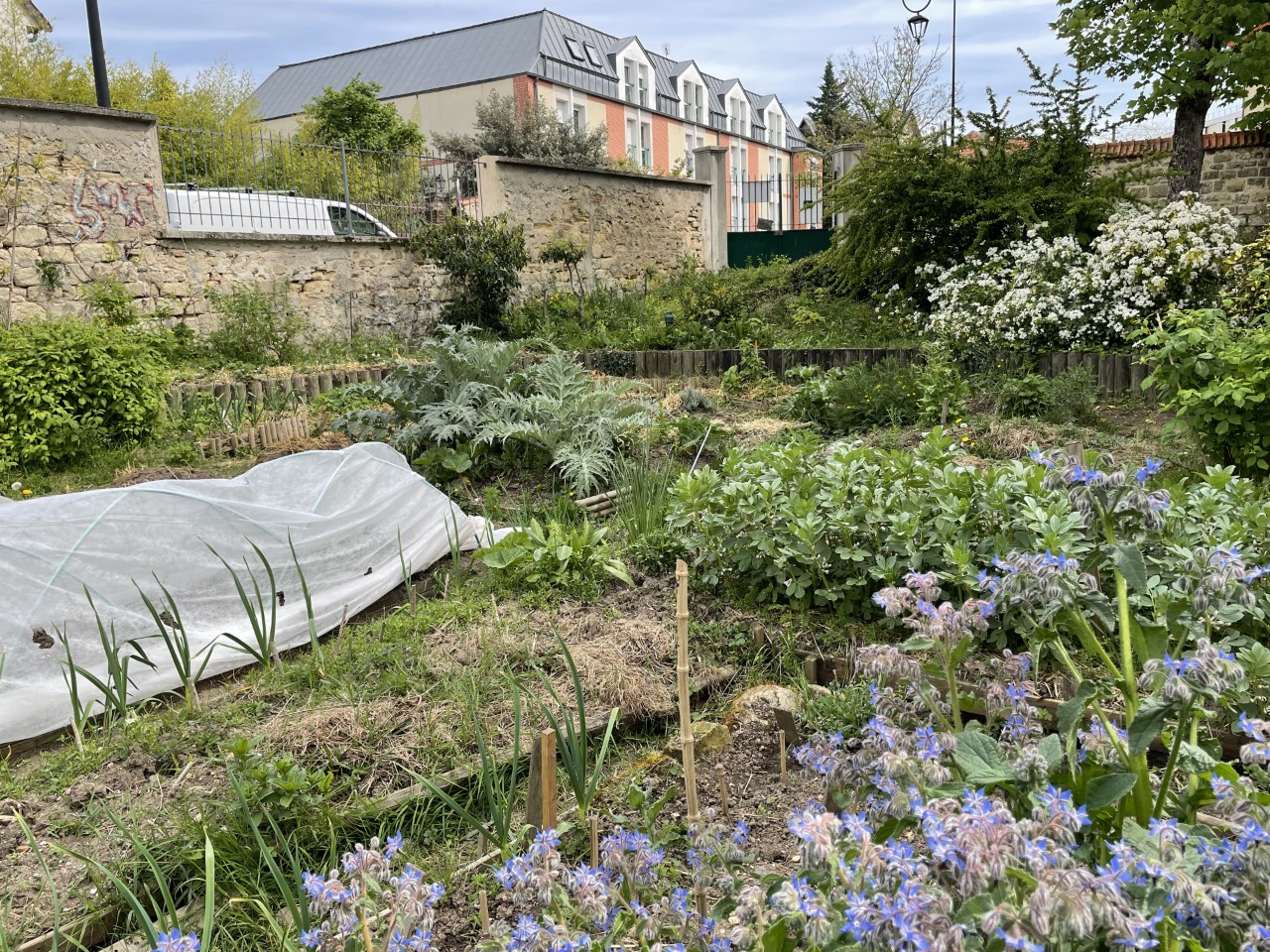 Un jardin partagé à Nanterre