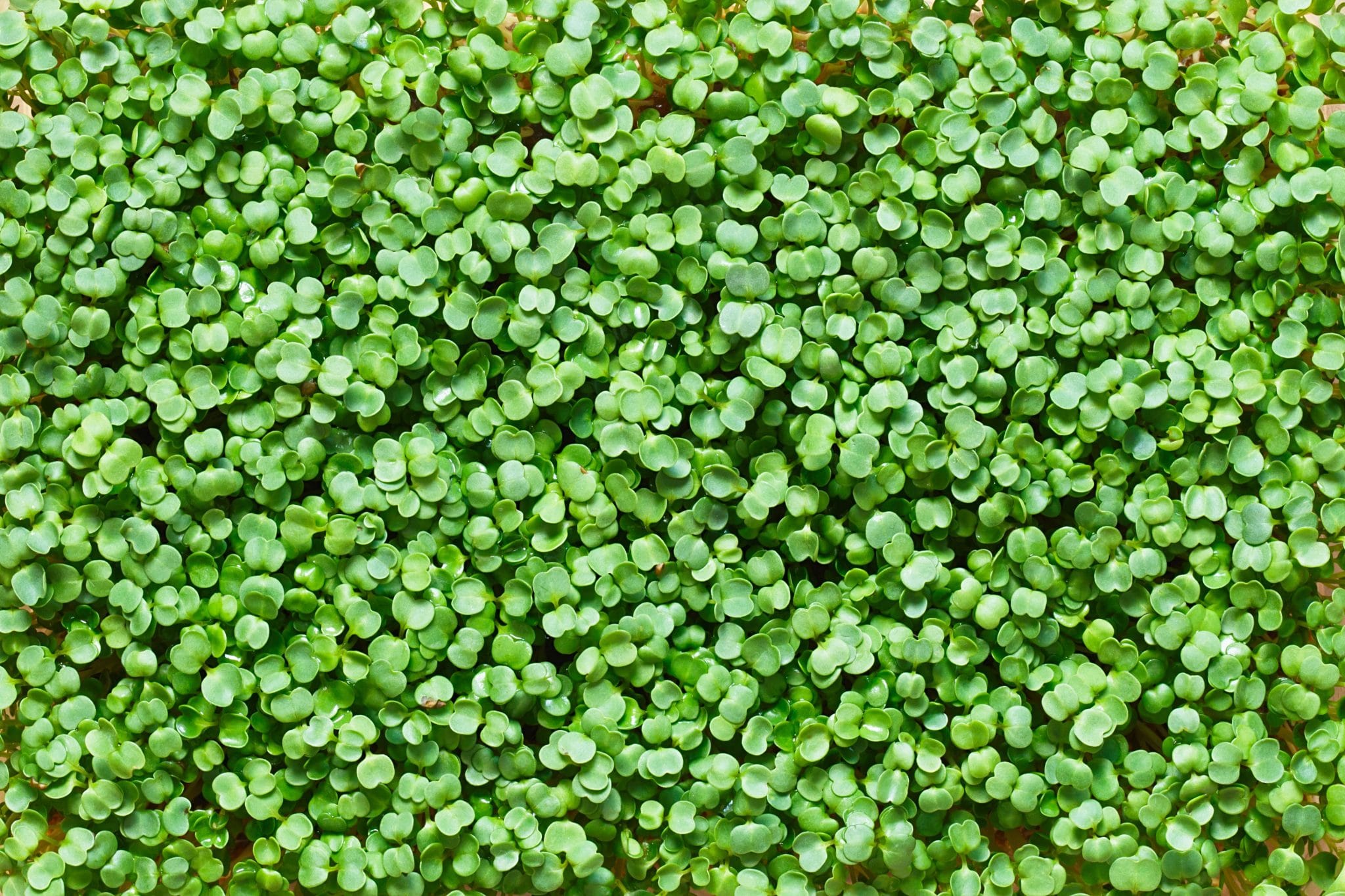 Micro-pousses vert