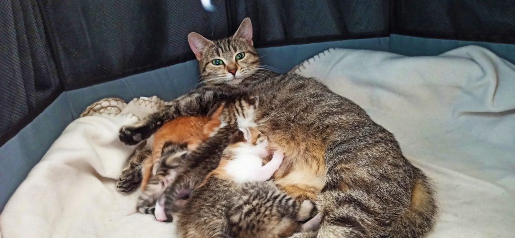 Animaux : comment accompagner la naissance de chatons ?