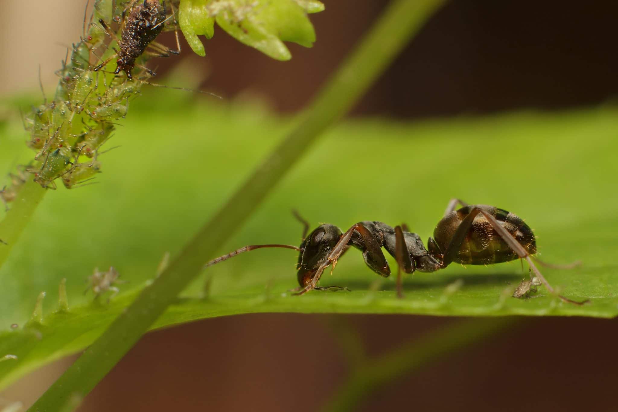 Science : des fourmis « renifleuses » de cancer