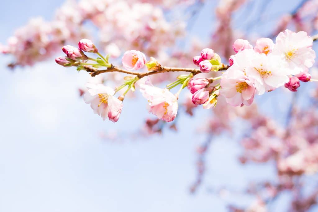 Printemps : comment la végétation reprend-elle vie ?