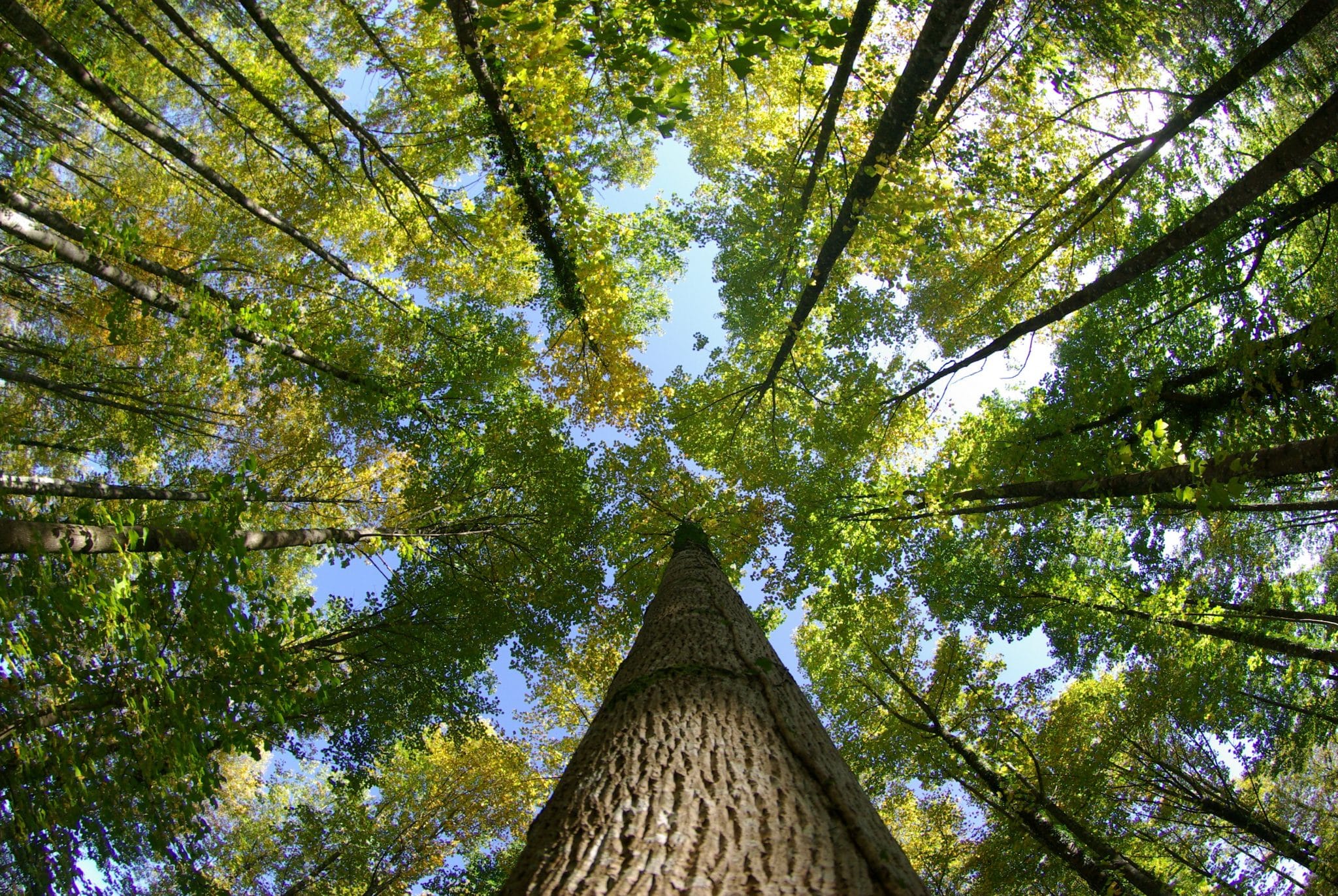 L’engagement de Sylvain Angerand pour préserver la forêt