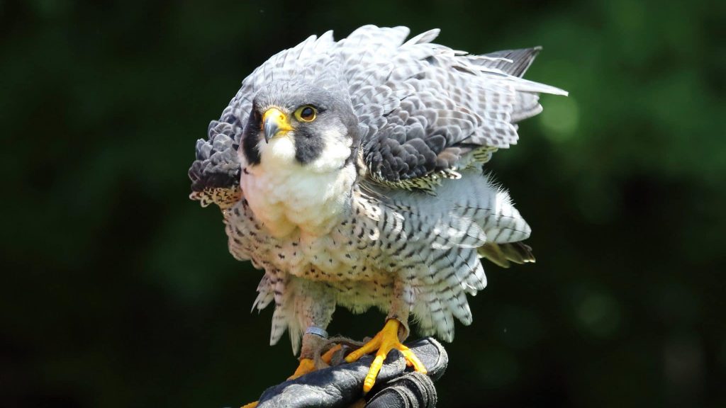 Québec : un programme pour sauver et réhabiliter les rapaces