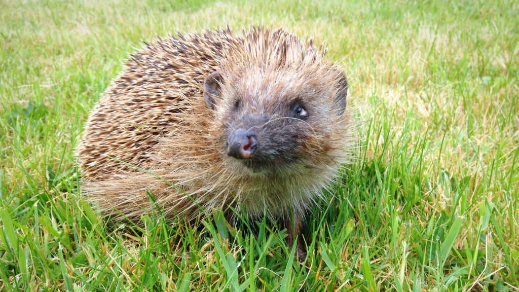 Que faire lorsque l’on trouve un hérisson blessé ?
