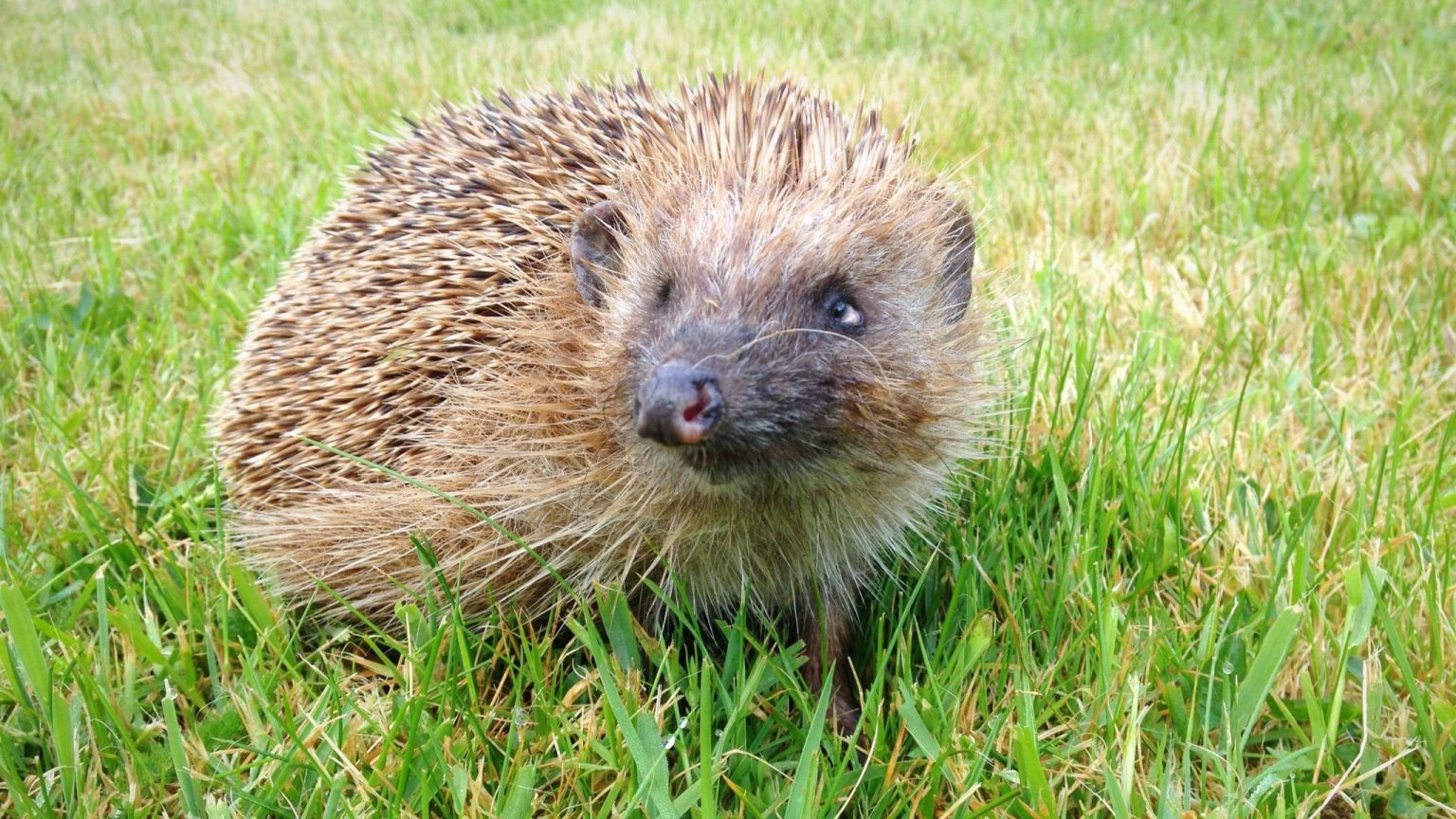 Que faire lorsque l’on trouve un hérisson blessé