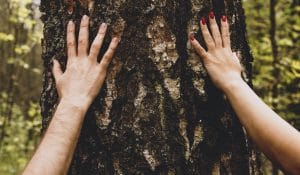 Man and woman Arms touching a Tree In a Forest, showing Love and Care for Nature and Environment of Earth. Couple having romantic autumn day in forest. Hugging tree. Close up on hands of couple.