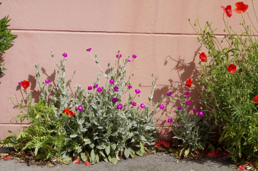 Vergers urbains, l’asso qui végétalise les immeubles et les trottoirs