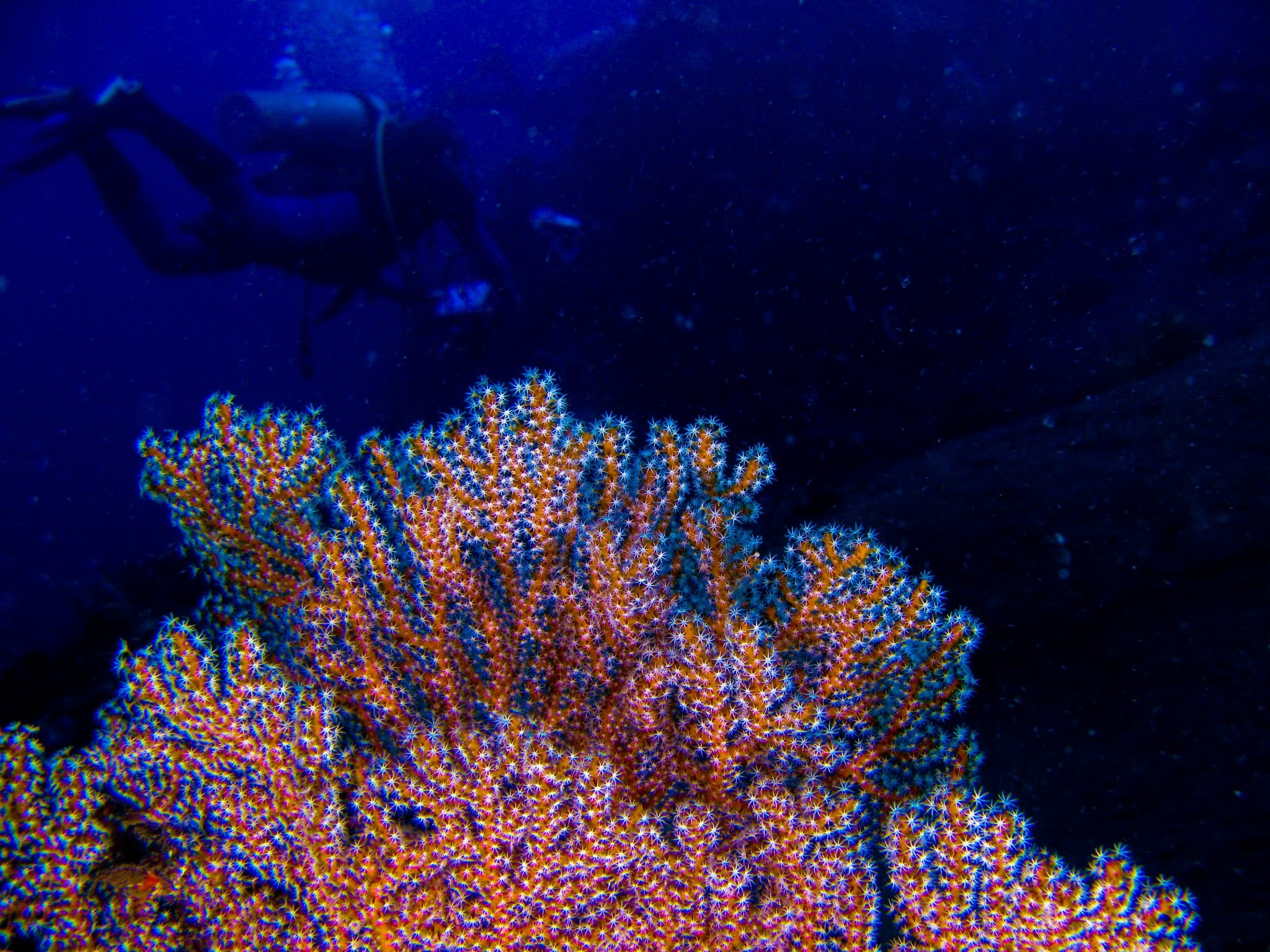 Tahiti : un récif corallien en parfaite santé