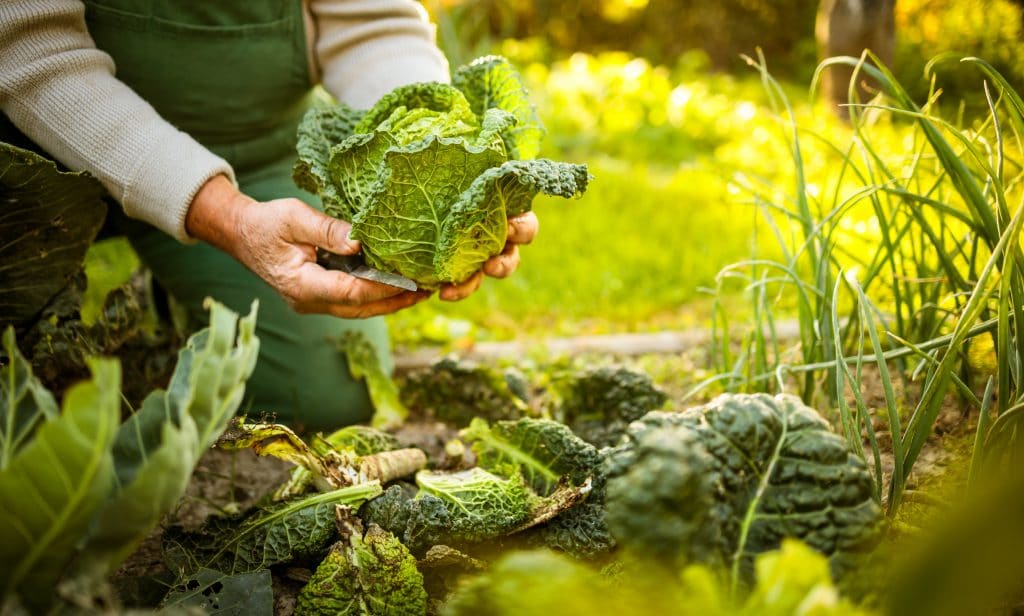 Senior gardener gardening in his permaculture garden -  holding a splendid Savoy Cabbage head