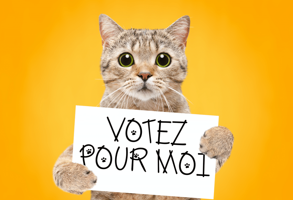 Paris : ce week-end, les chats aussi ont le droit à leur élection