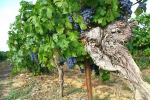 Planter des arbres dans les vignes pour ramener de la biodiversité