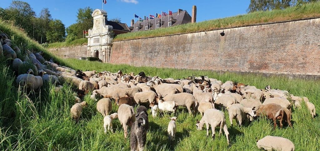 Des animaux remplacent les machines pour entretenir les espaces verts