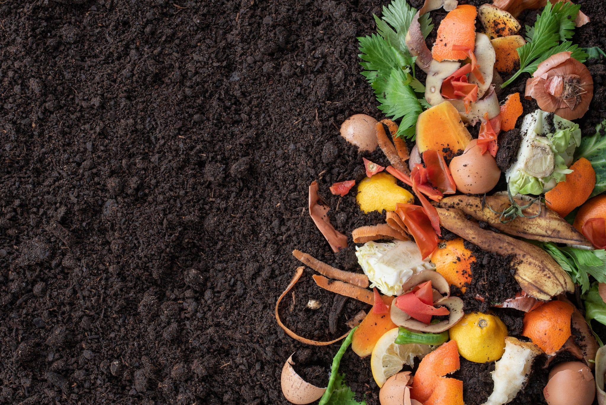 Compost : Les déchets organiques sont-ils sales ?