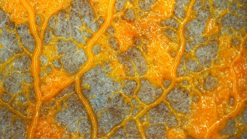 Quentin Resera nous raconte comment il a élevé un blob