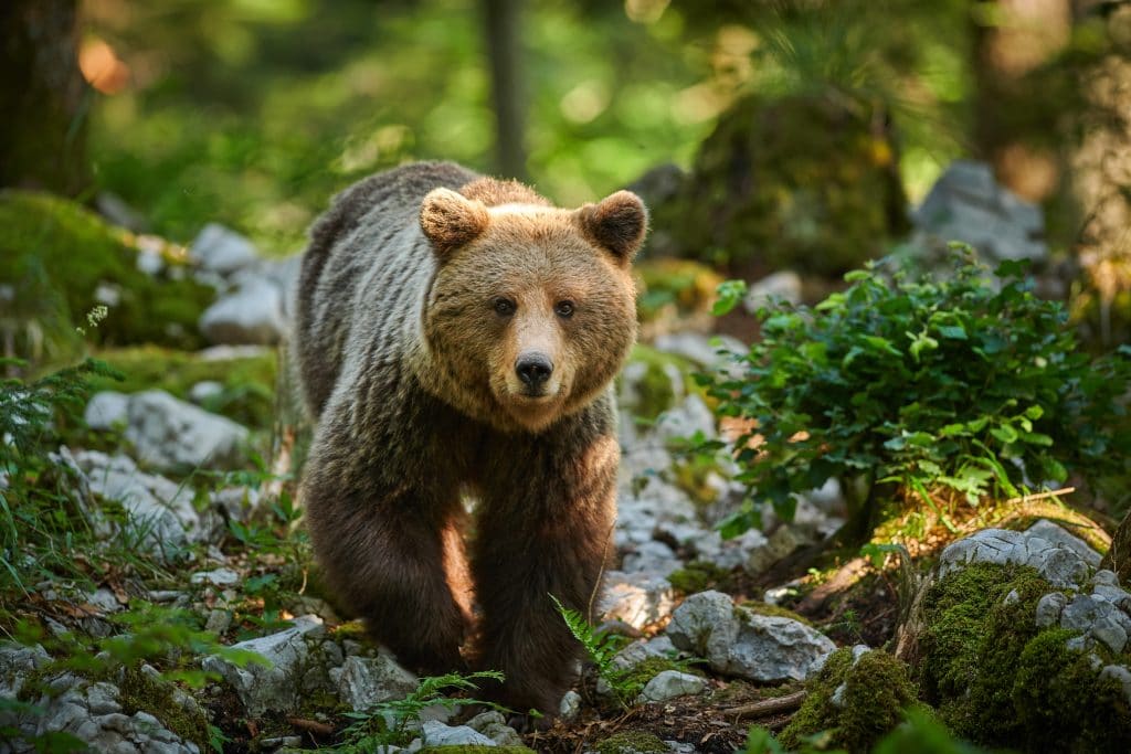 Pyrénées : dormez avec des loups et des ours le temps d’une nuit