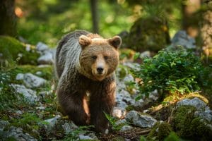 Parc animalier des Pyrénées ours et loup