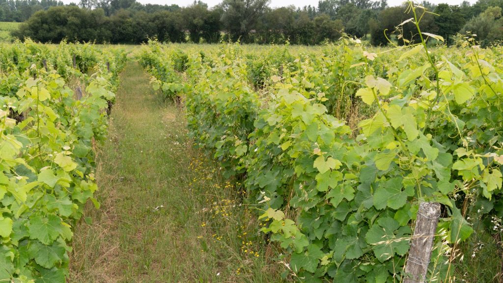 Découverte de la Ferme de la Chaillotine et de ses pratiques bio
