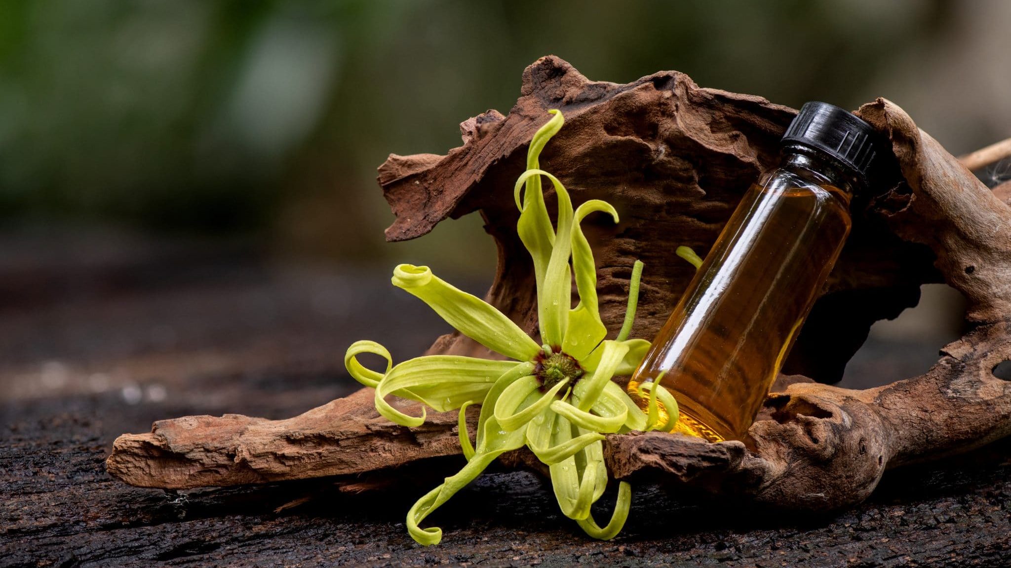 Huiles essentielles : l'ylang-ylang, l'arbre qui fait voyager