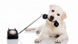 Votre chien pourra-t-il vous parler grâce à cette méthode ?