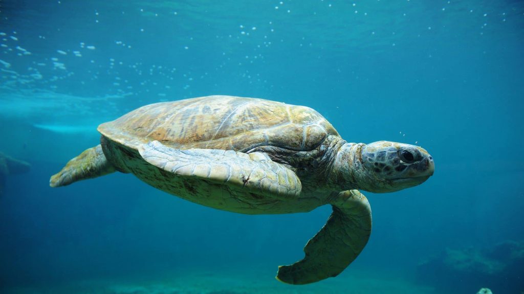 Le 23 mai, c’est la journée mondiale de toutes les tortues 