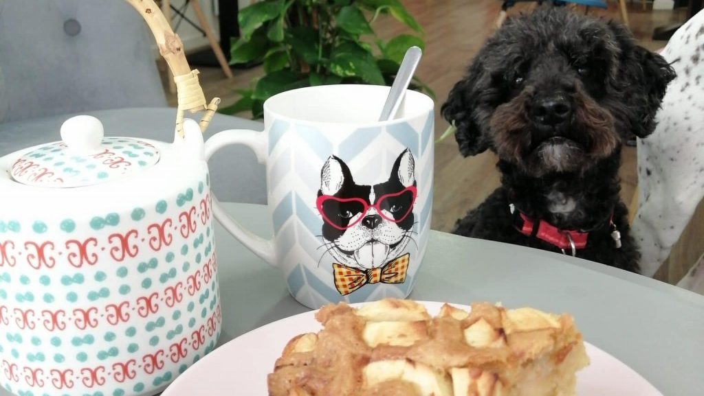 Insolite : Tea Dog, le bar à chiens de Montpellier fête ses 2 ans