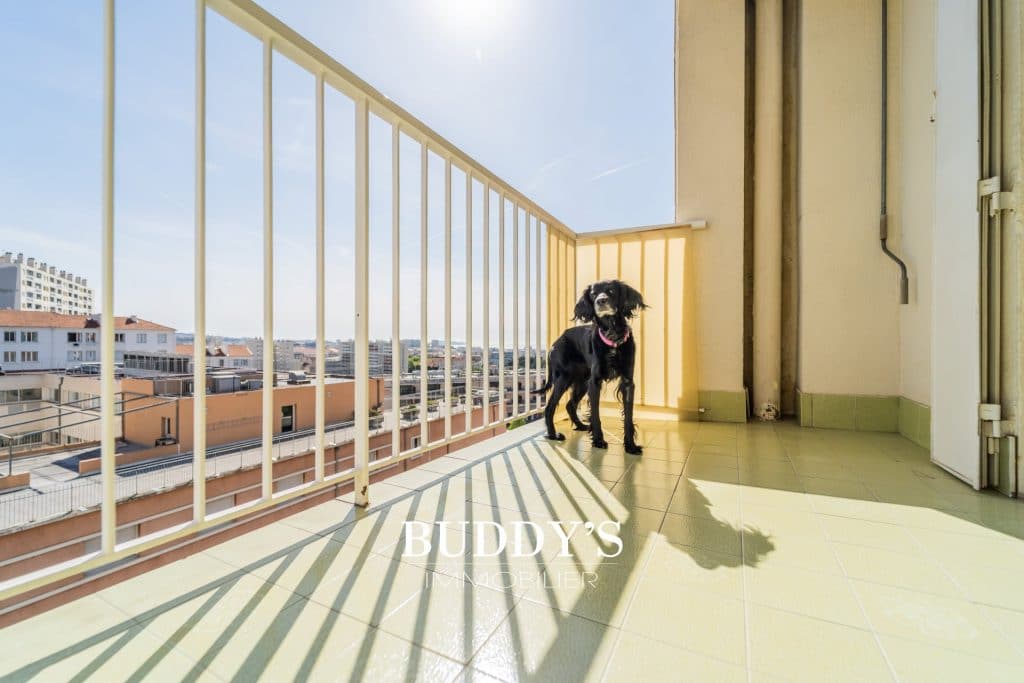 Marseille : des animaux cherchent un nouveau foyer via des annonces immobilières