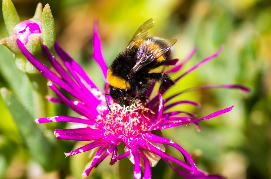 Québec : la maison de l’environnement informe sur les bonnes pratiques