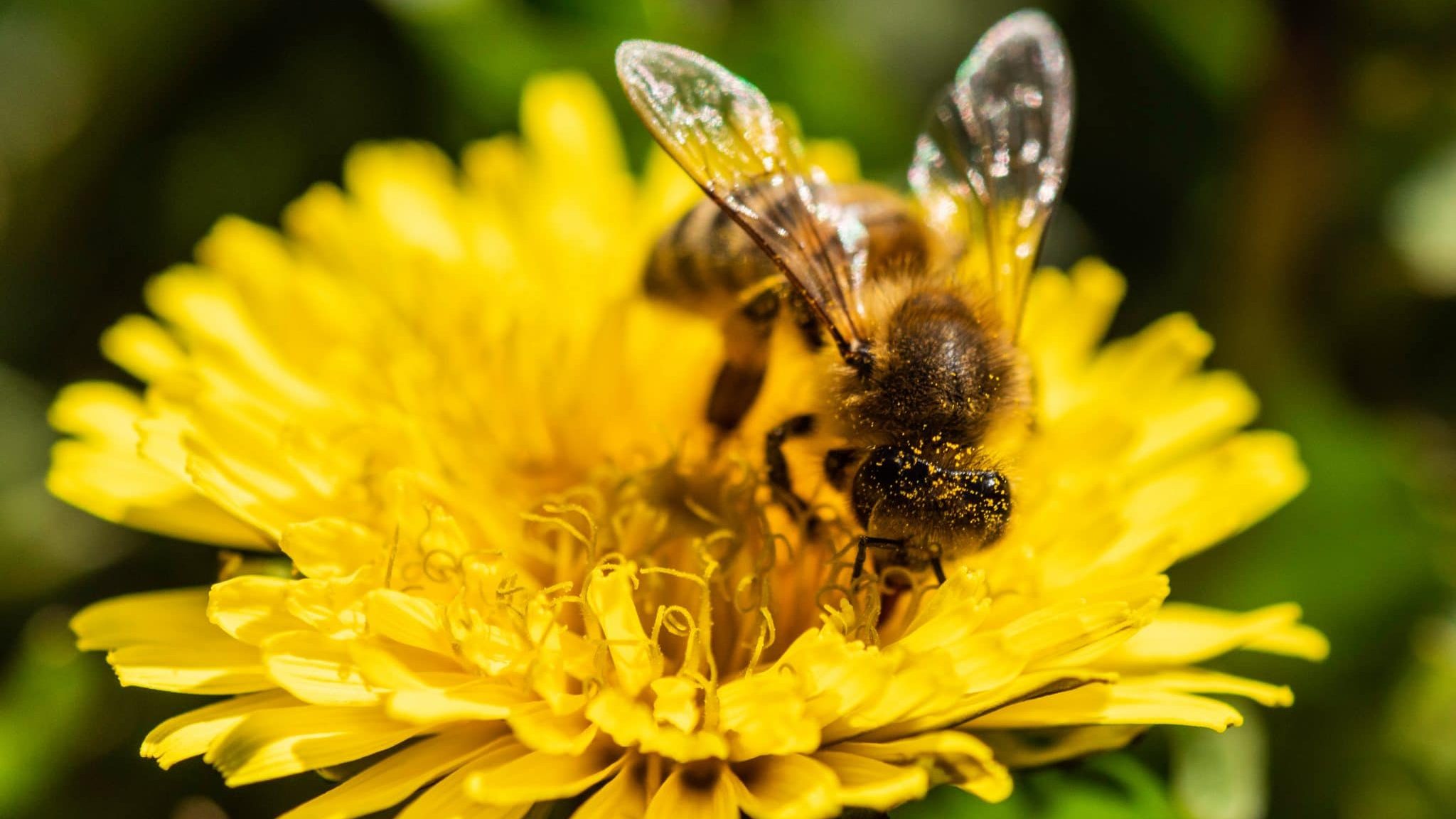 Céline accueille les essaims d’abeilles chaleureusement