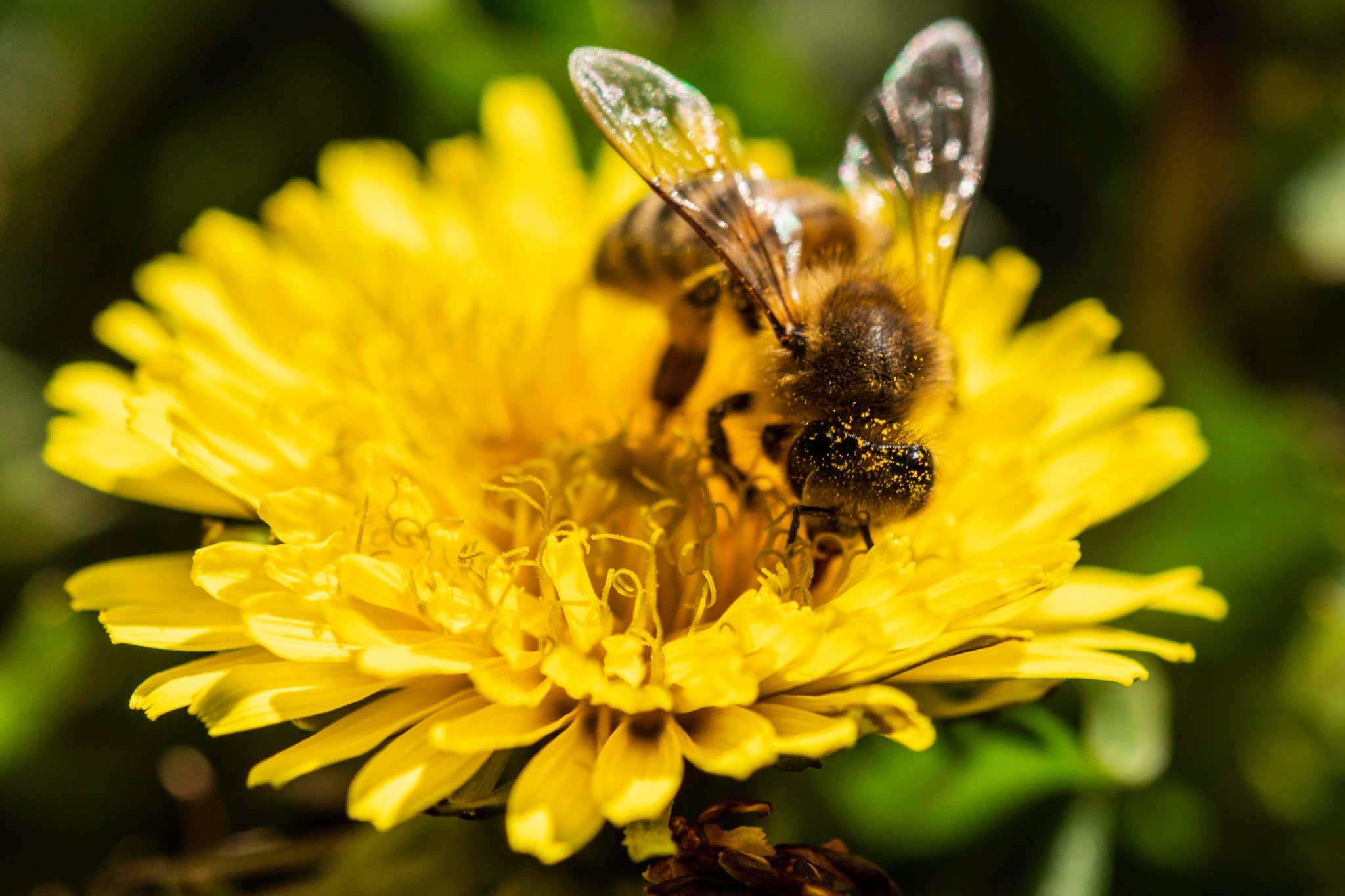 Comment aider les abeilles?