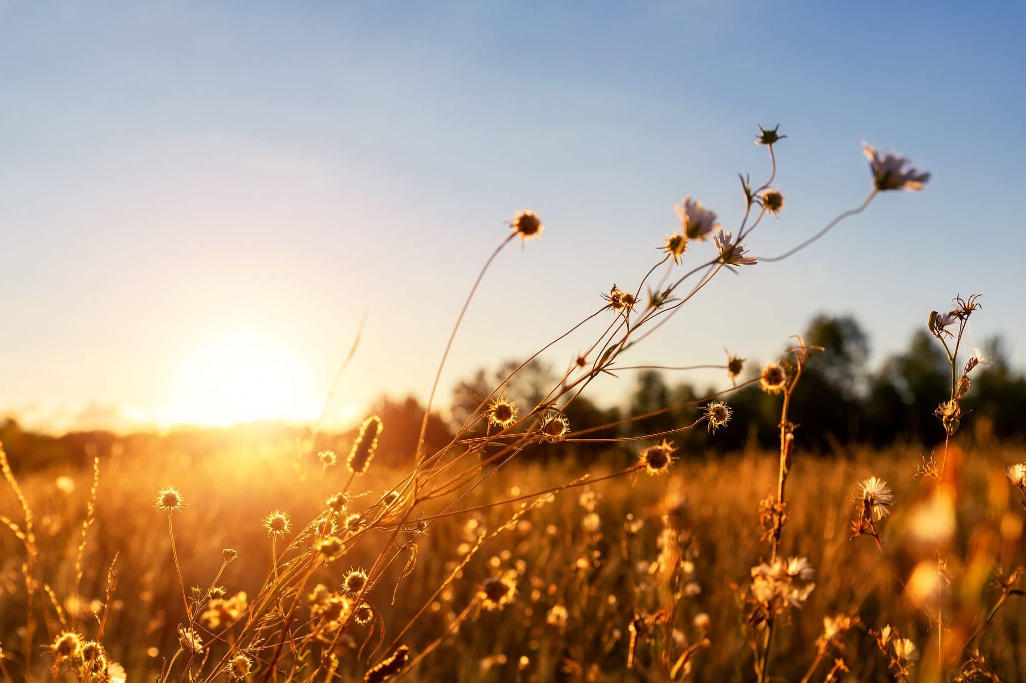 Paris : célébrez la nature au salon Naturally du 3 au 6 juin