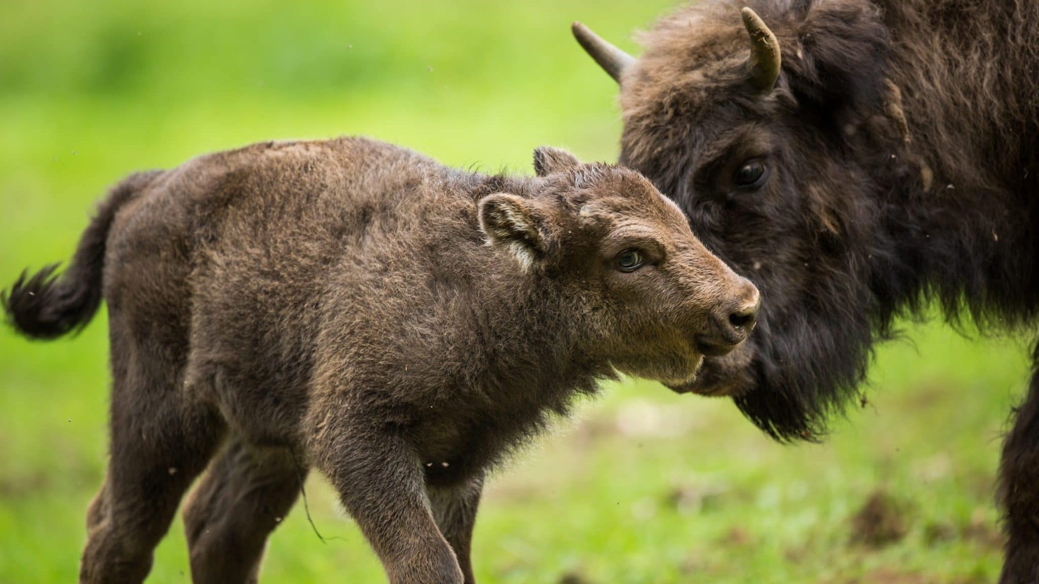 bisons